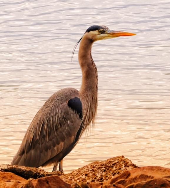 Great Blue Heron