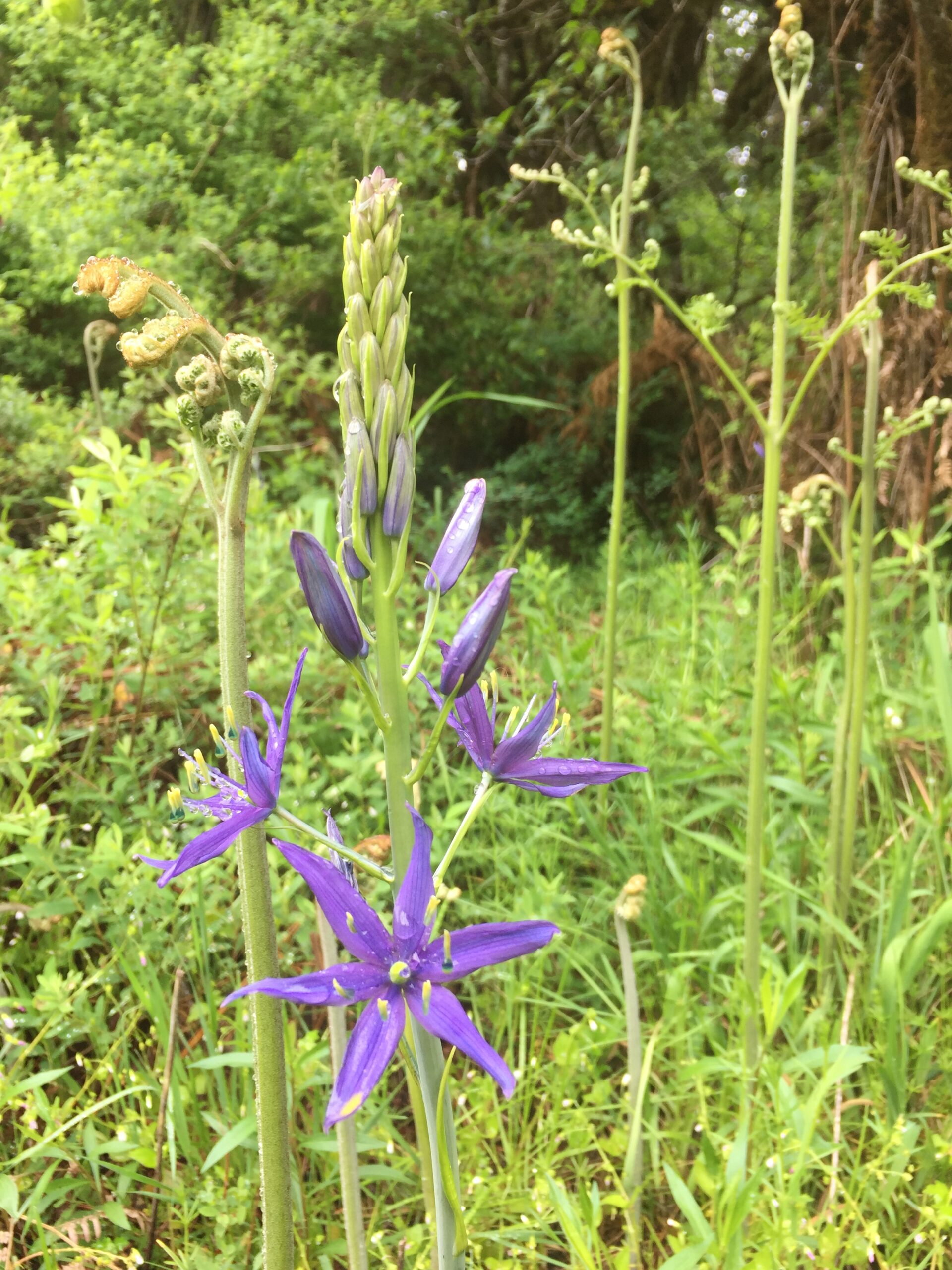 Great Camas