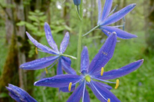 Great Camas Great Camas