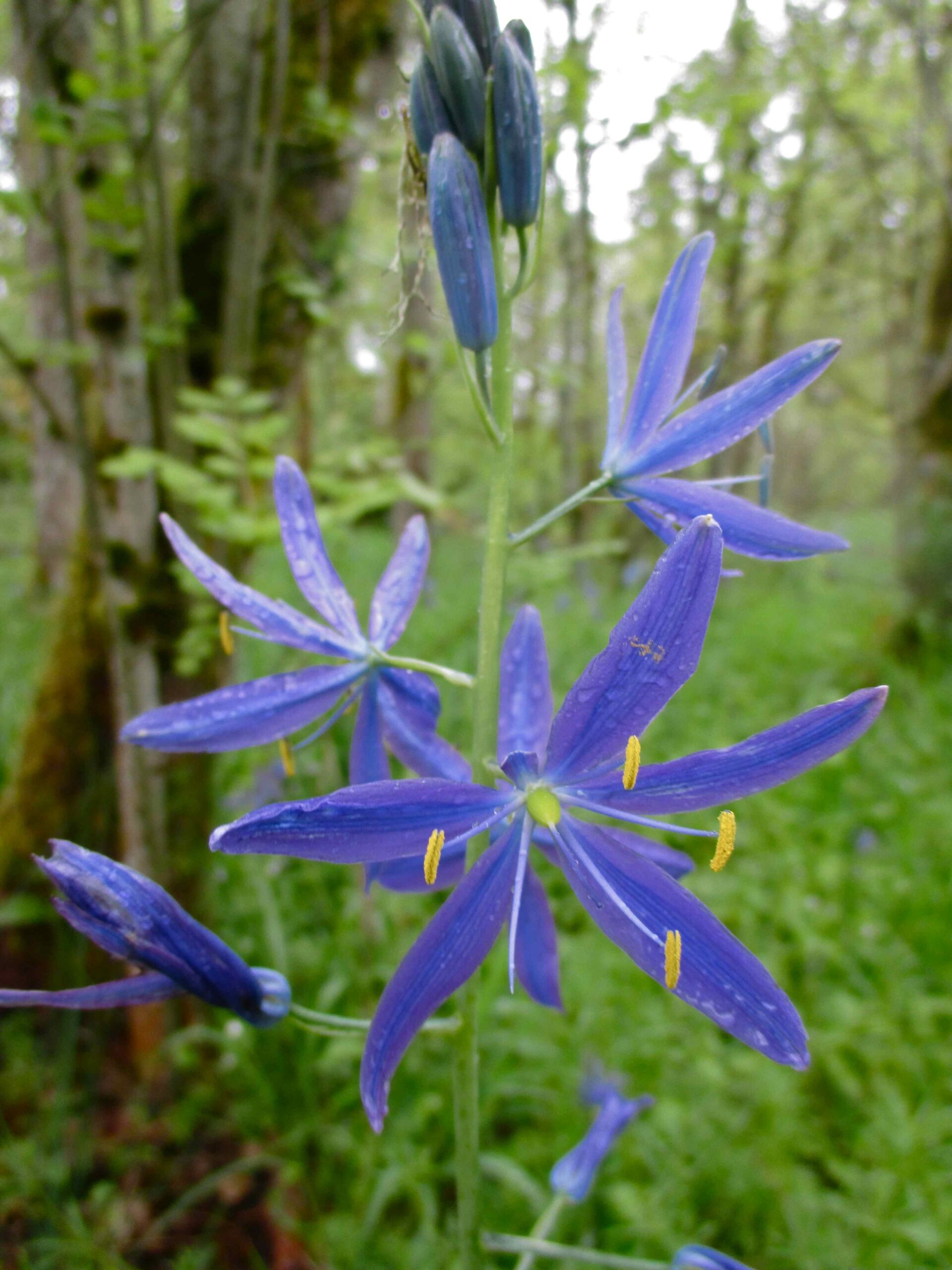 Great Camas Great Camas