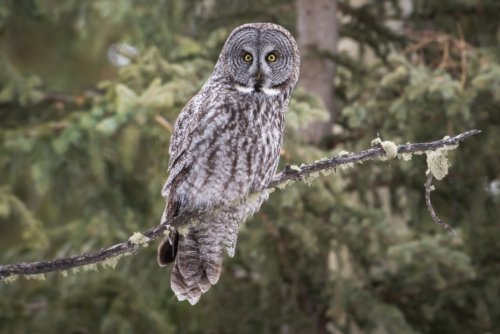 Great Grey Owl