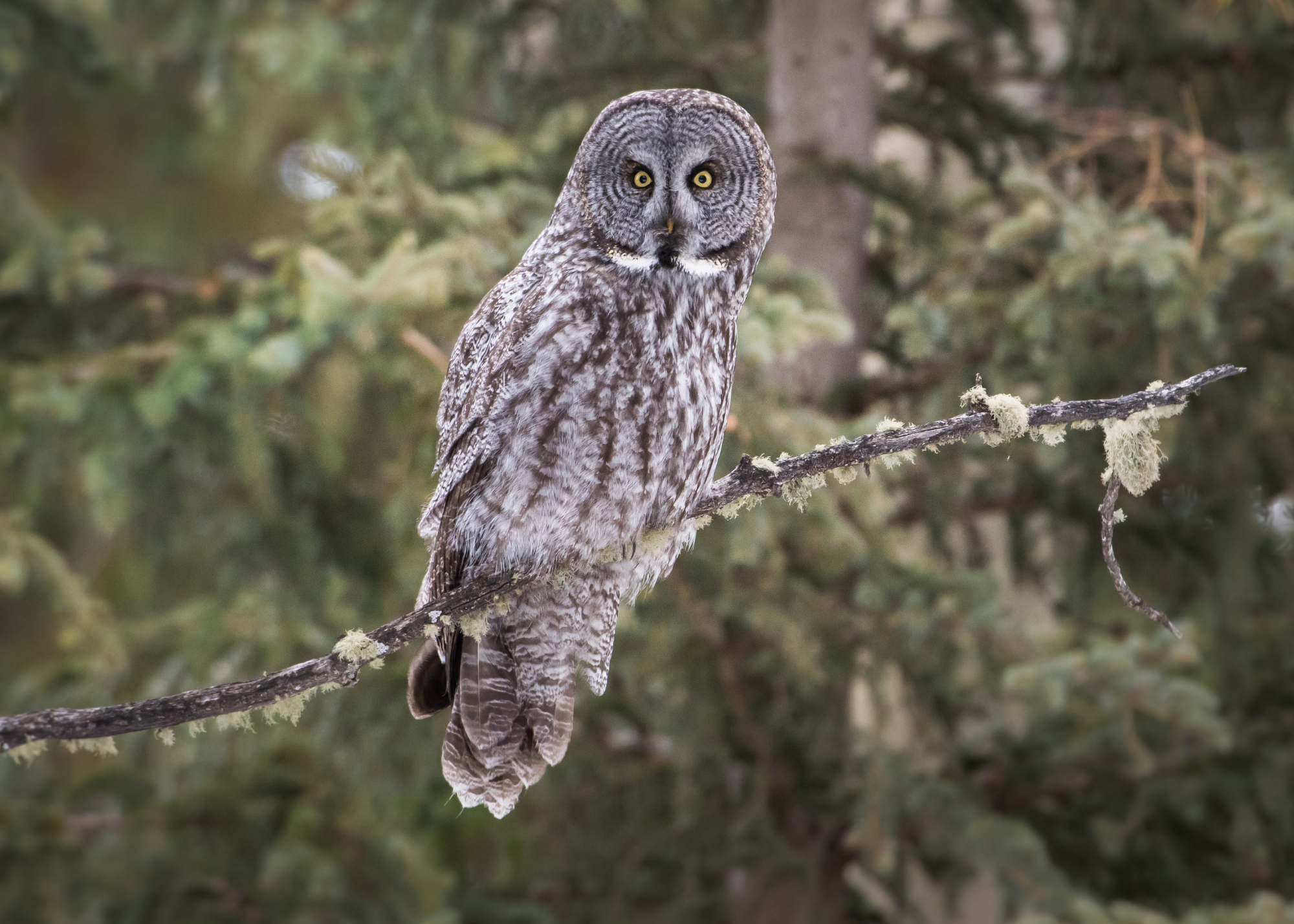 Great Grey Owl Great Grey Owl