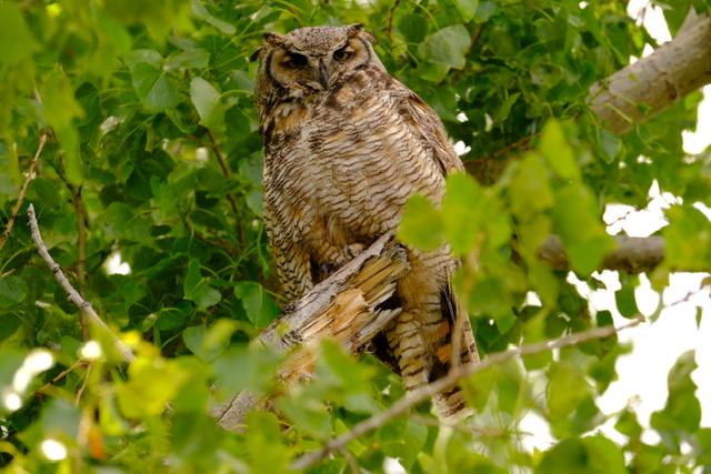 Owls of Silver Falls, Who Doesn't Love Them?