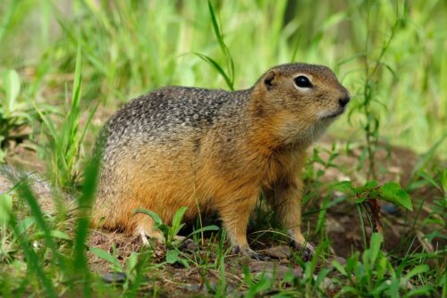 Ground Squirrel/Digger Squirrel