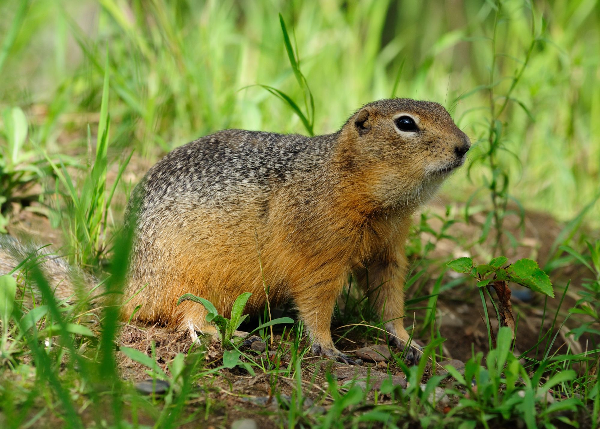 Ground Squirrel/Digger Squirrel