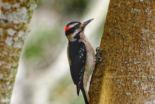 Hairy Woodpecker