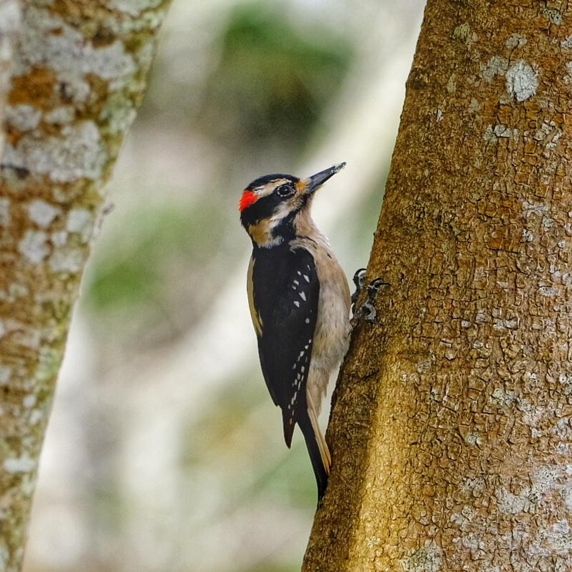 Hairy Woodpecker