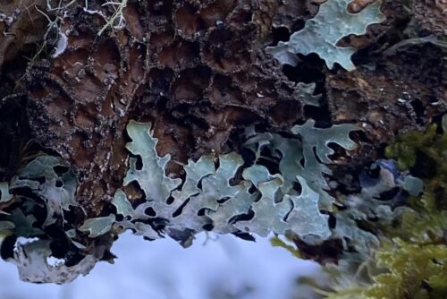 Hammered Shield Lichen
