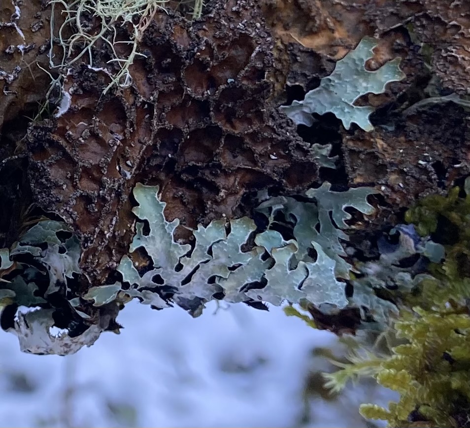 Hammered Shield Lichen