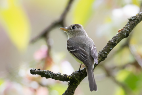 Hammond's Flycatcher