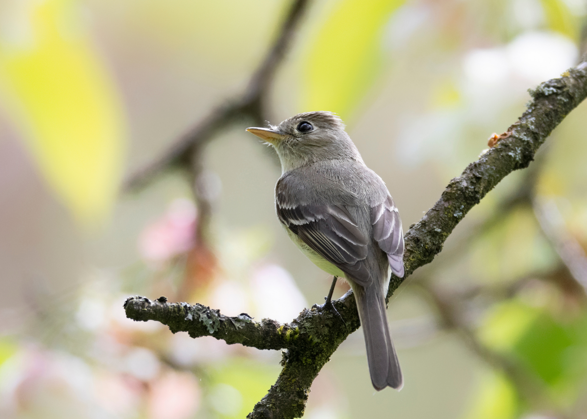 Hammond’s Flycatcher Hammond’s Flycatcher