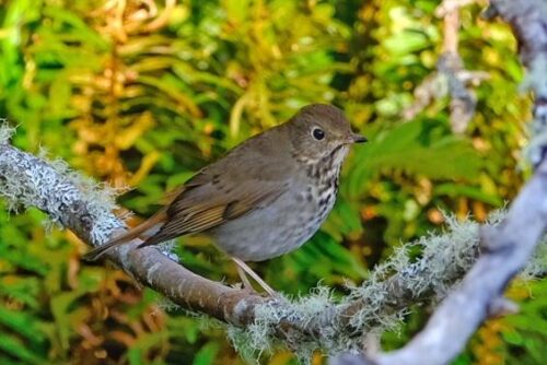 Hermit Thrush
