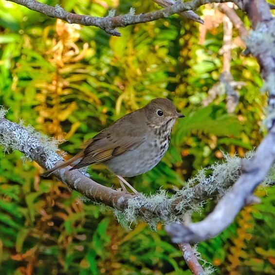 Hermit Thrush