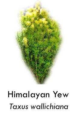 Himalayan yew
