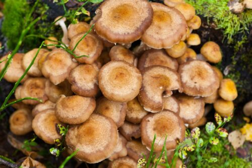 Honey Fungus