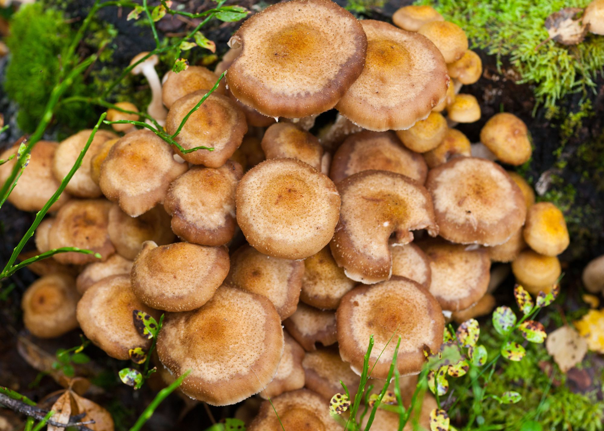 Honey Fungus