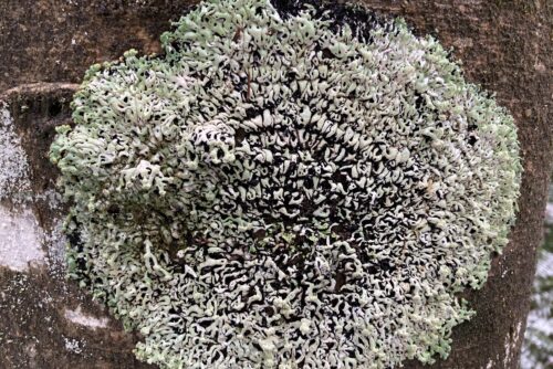 Hooded Tube Lichen