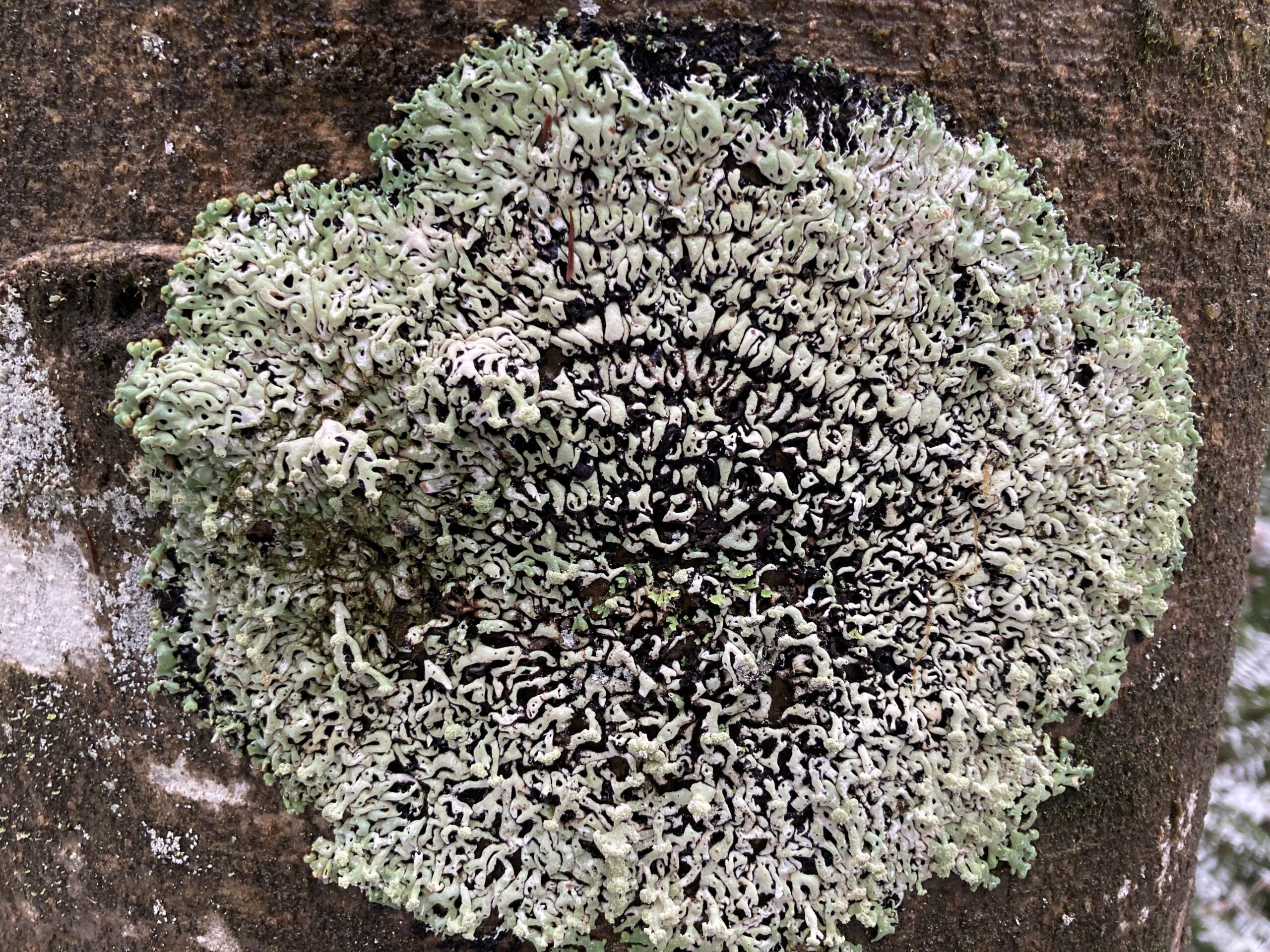 Hooded Tube Lichen