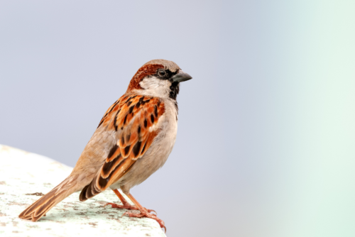 House Sparrow