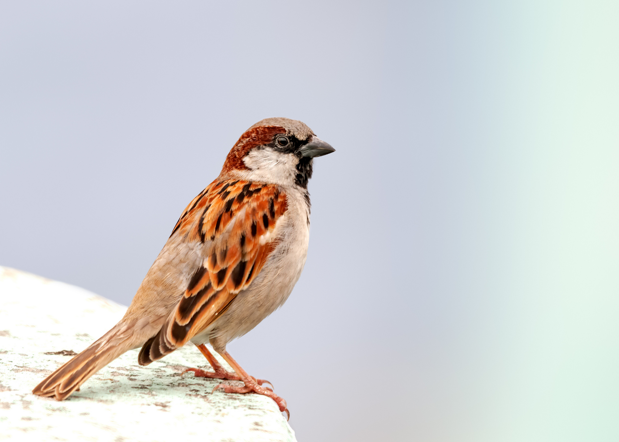 House Sparrow House Sparrow