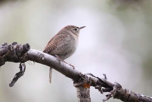 House Wren