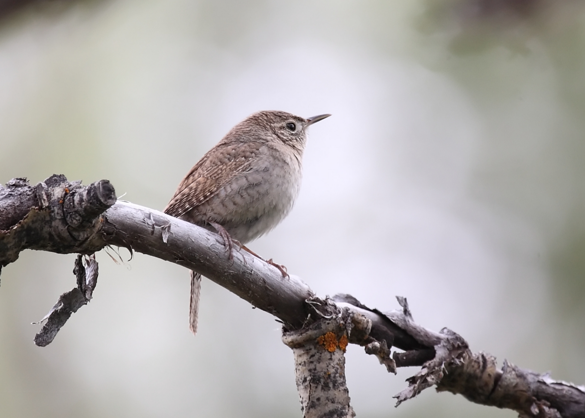 House Wren