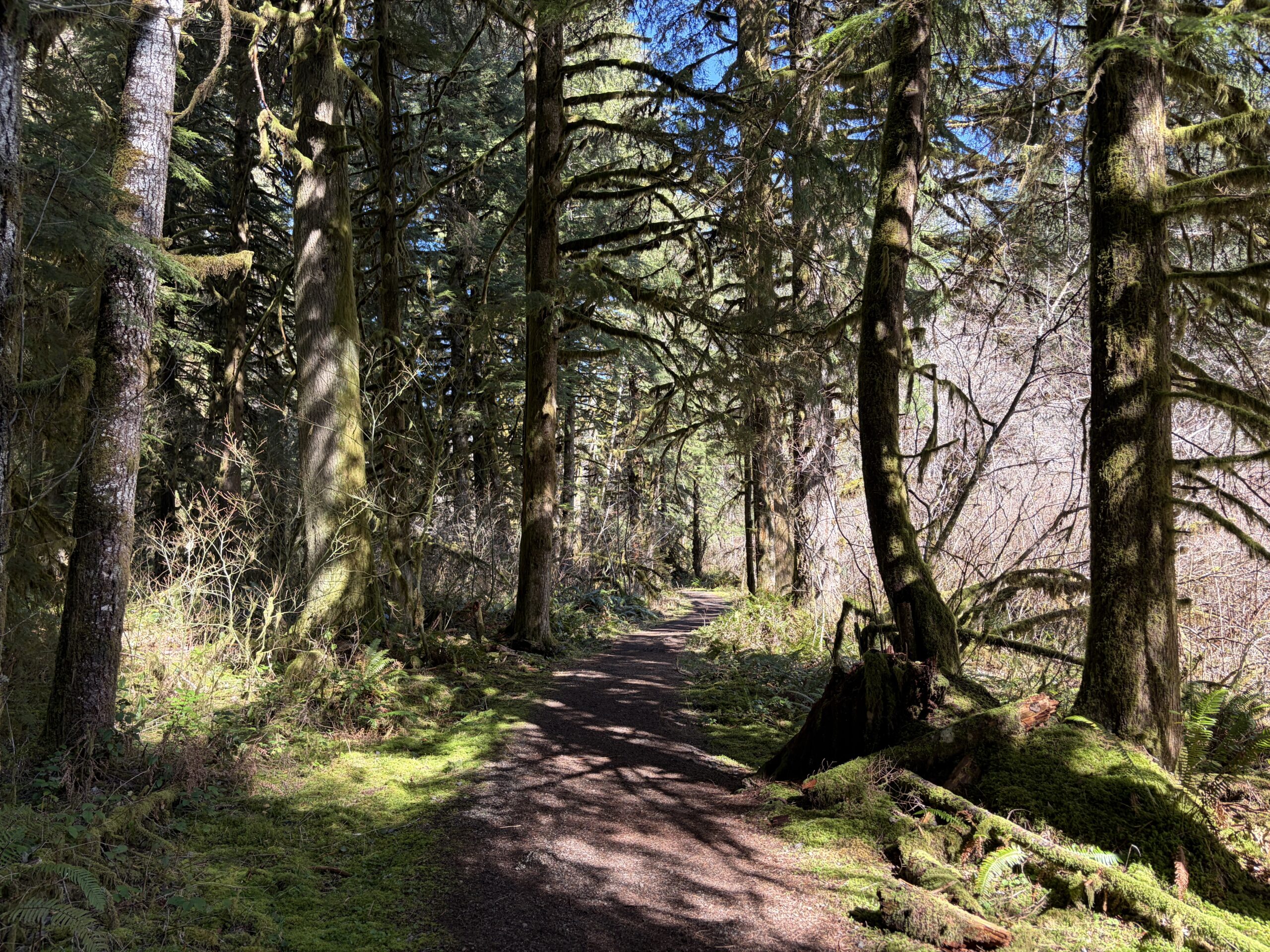 Two volunteers appear to be planting or restoring native vegetation on the grounds outside the South Falls Café at Silver Falls State Park