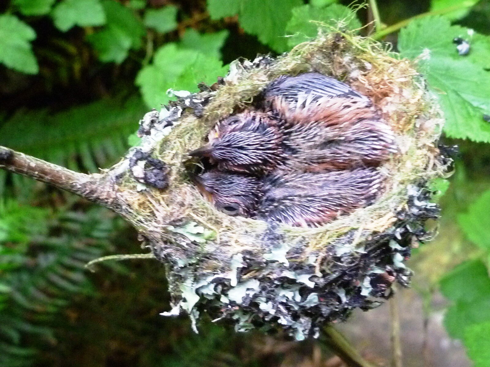 Hummers’ nests are flexible and expand as the chicks grow. Photo credit: Andy Nelson
