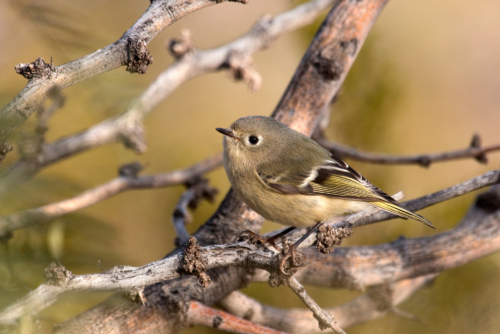 Hutton's Vireo