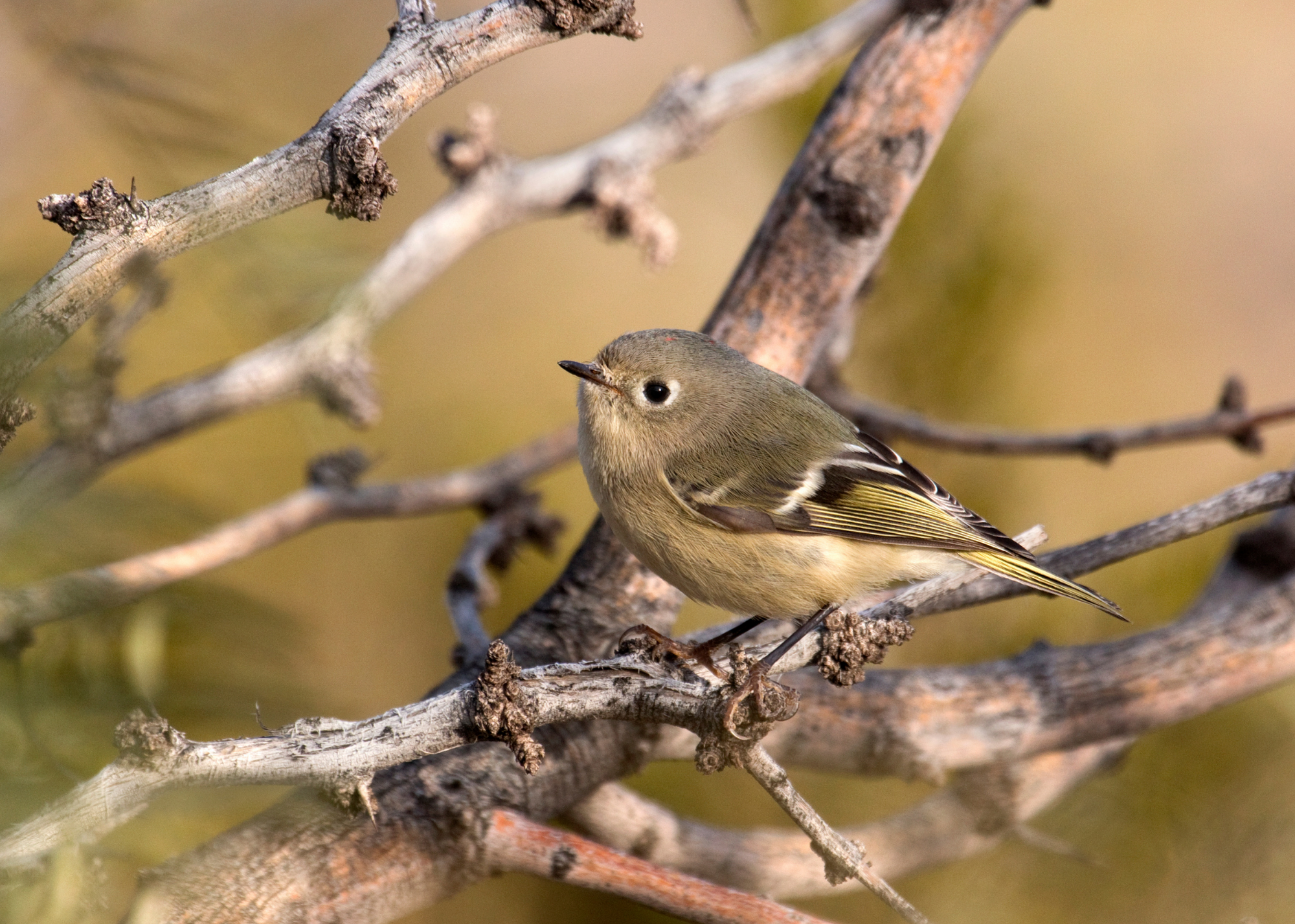 Hutton’s Vireo Hutton’s Vireo