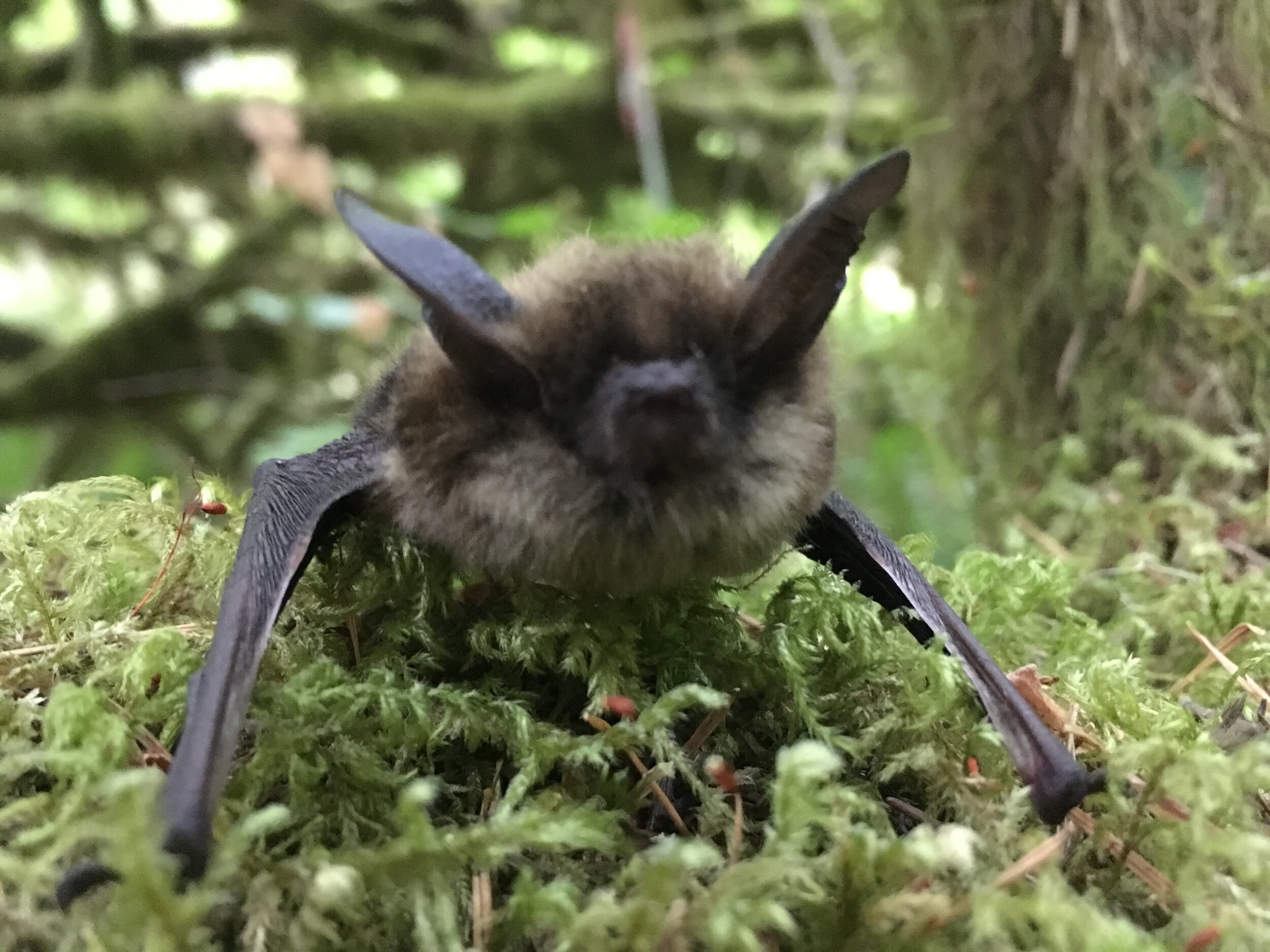 Little Brown BatMyotis lucifigus