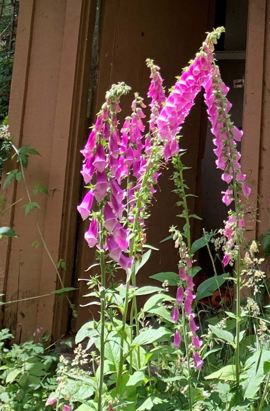 Foxglove