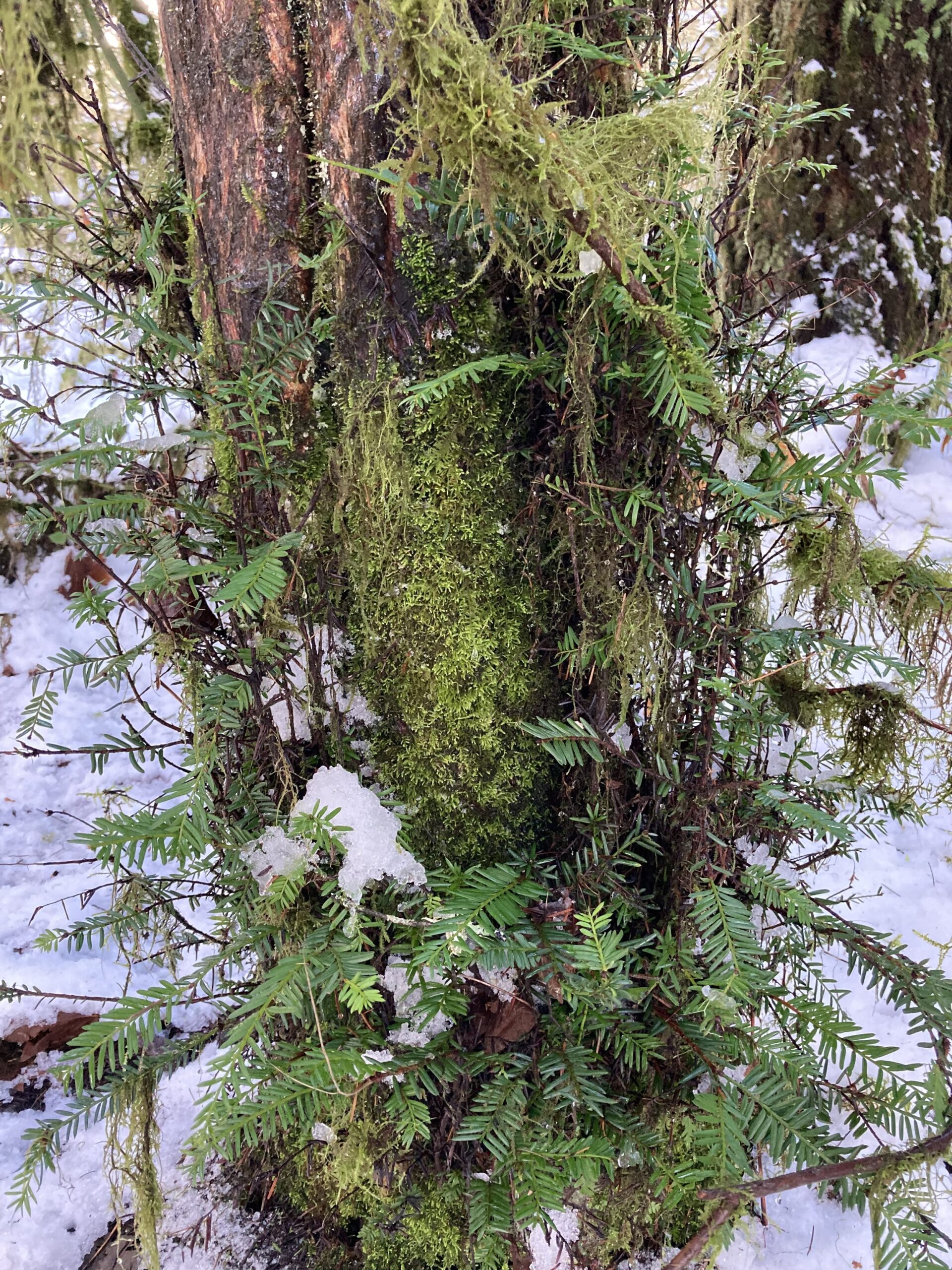 Pacific Yew forest detail