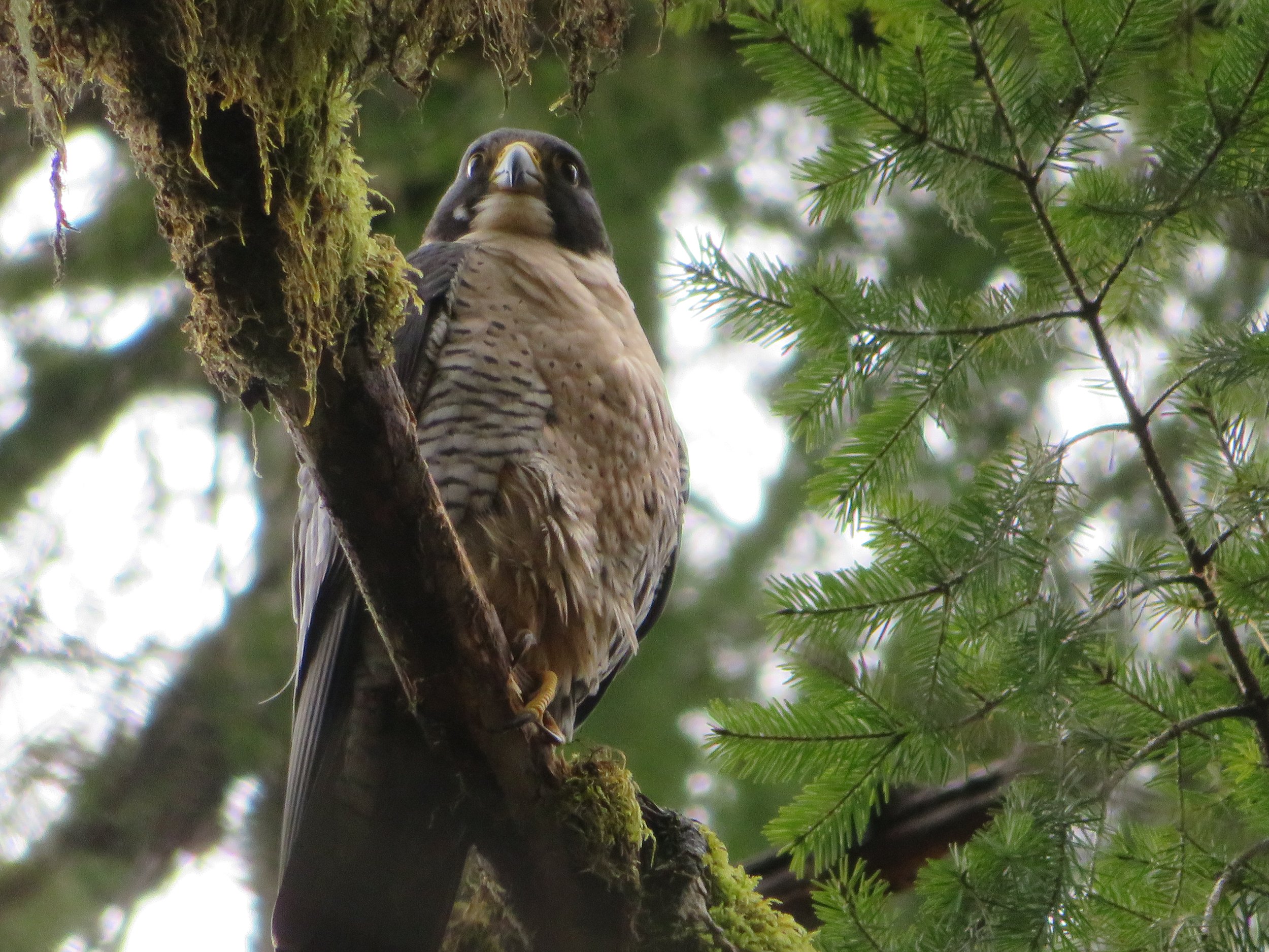 Peregrine Falcon