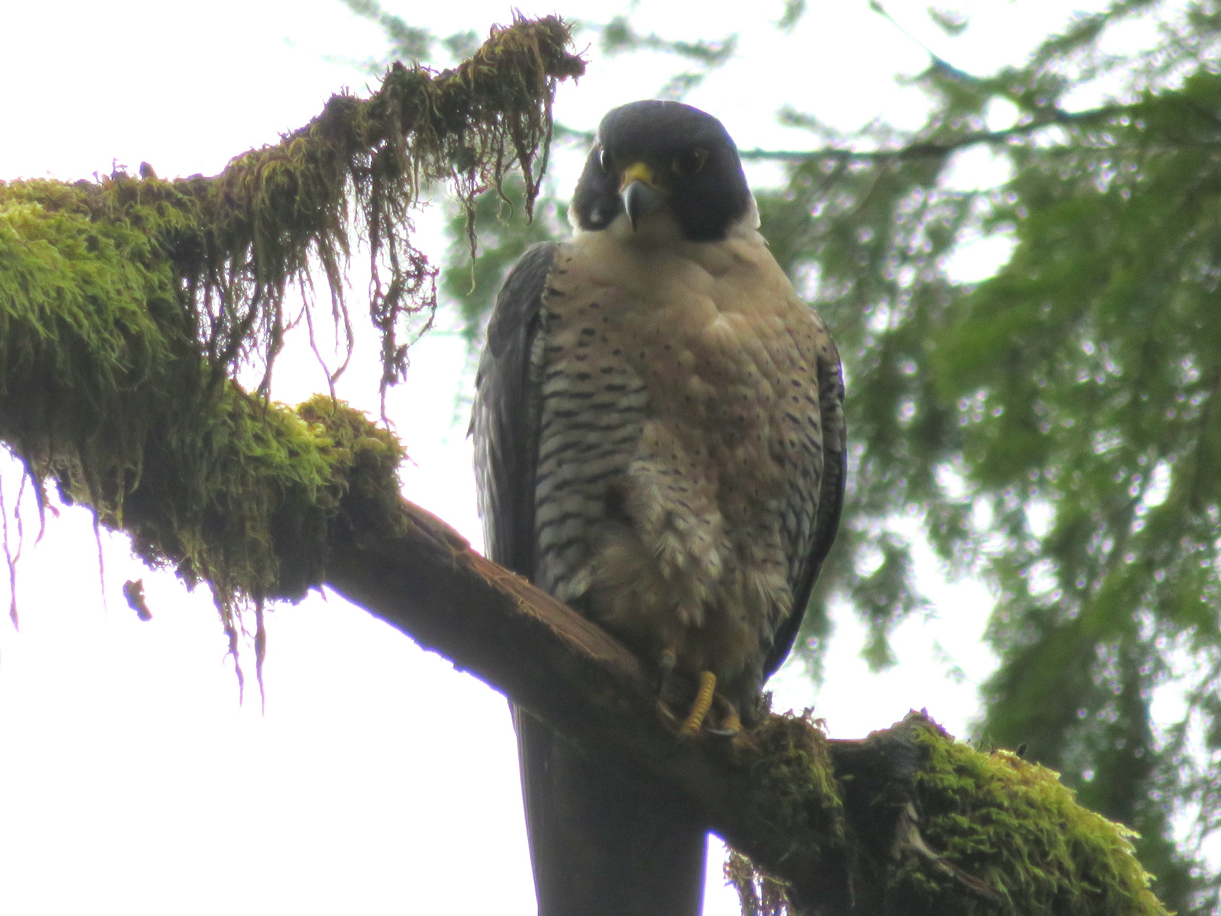 Peregrine Falcon