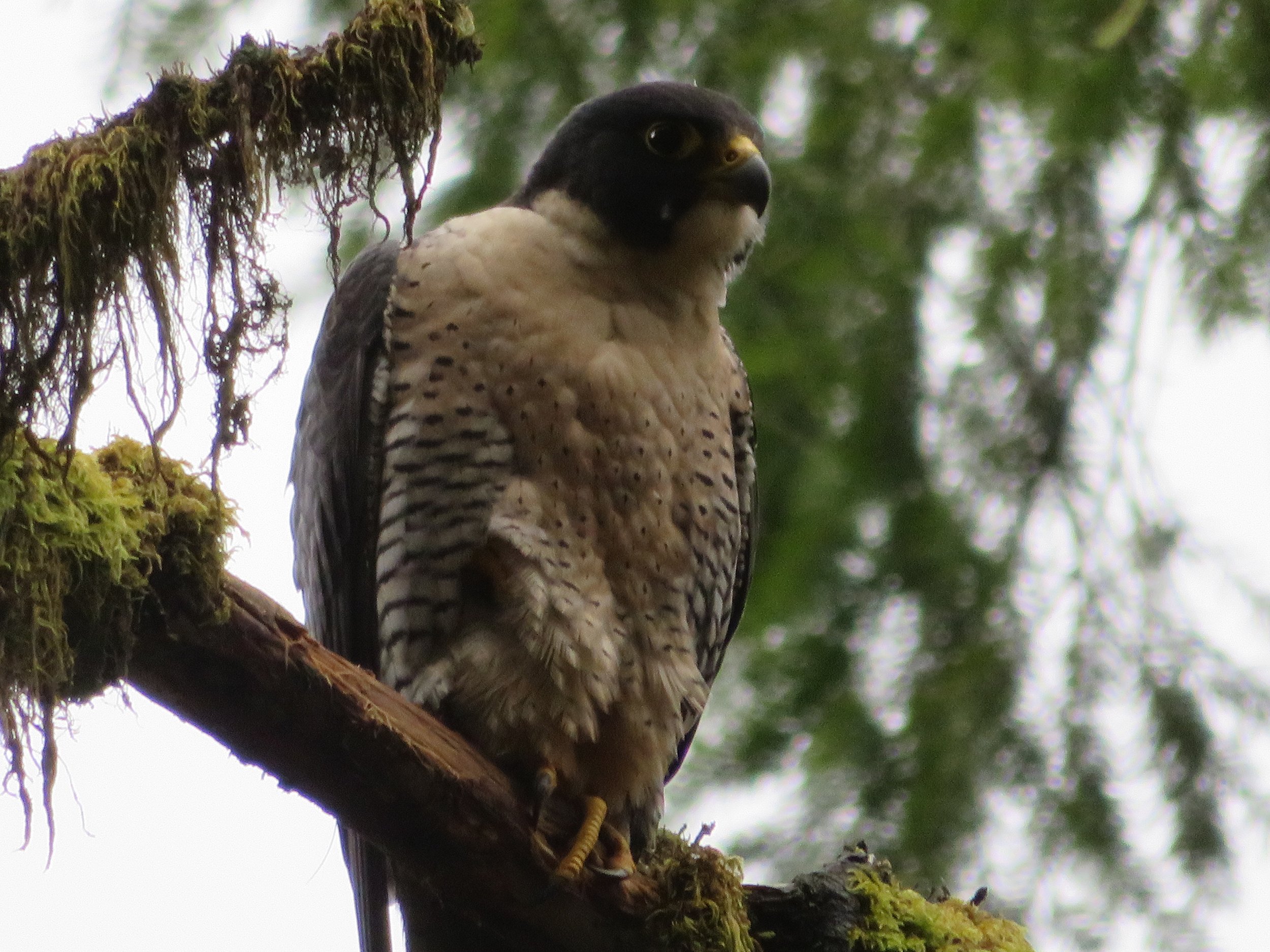 Peregrine Falcon