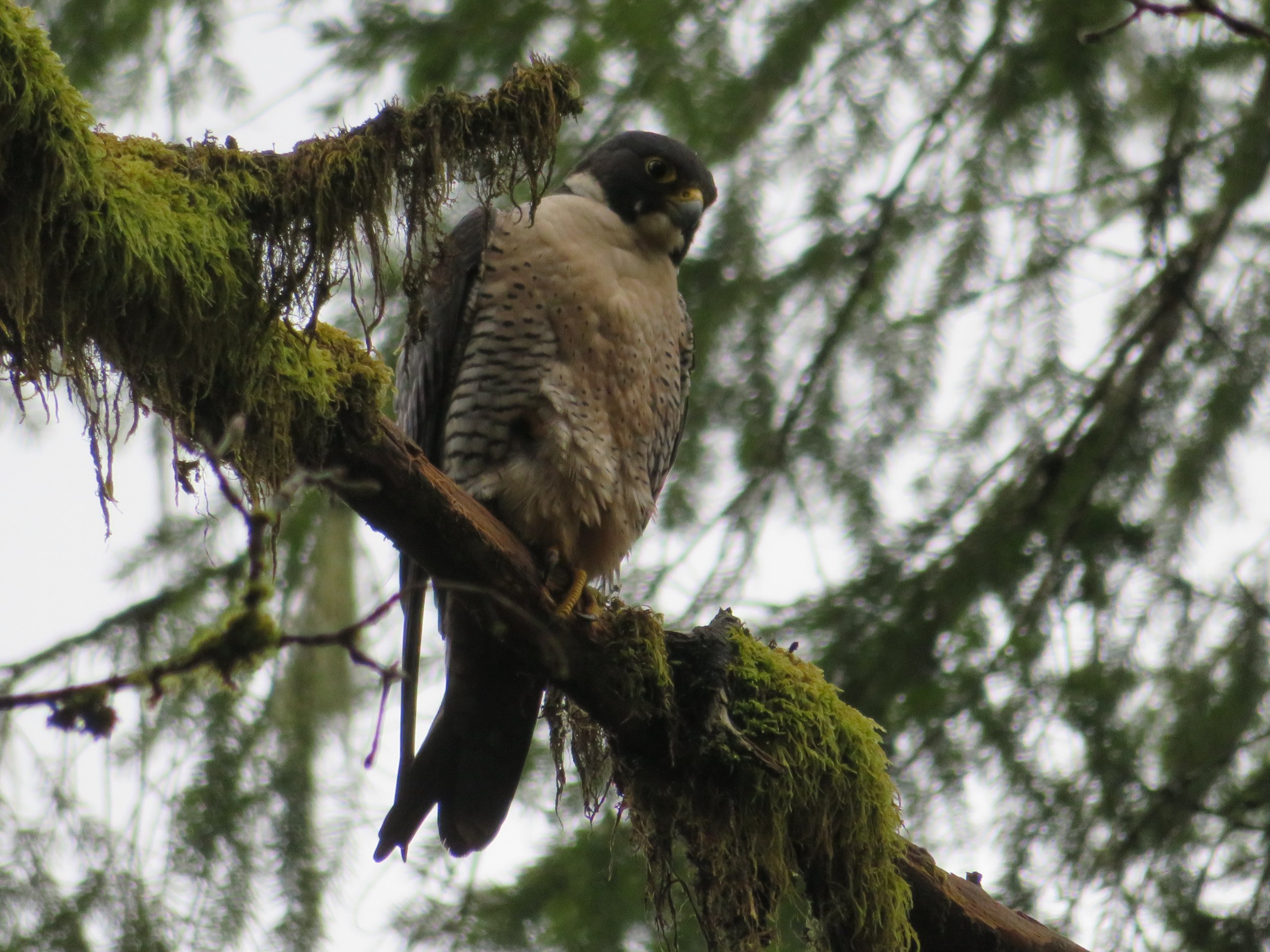Peregrine Falcon