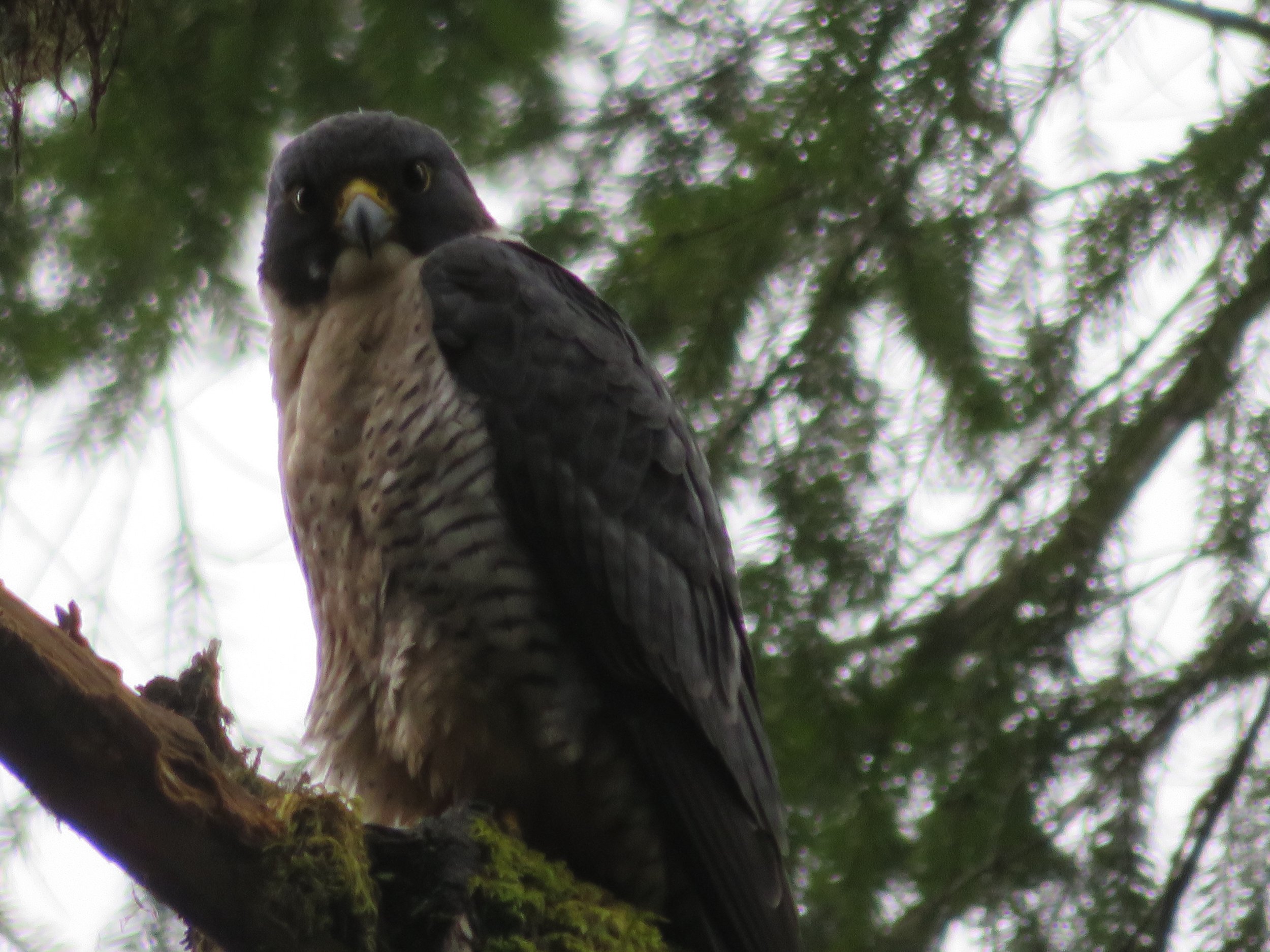 Peregrine Falcon