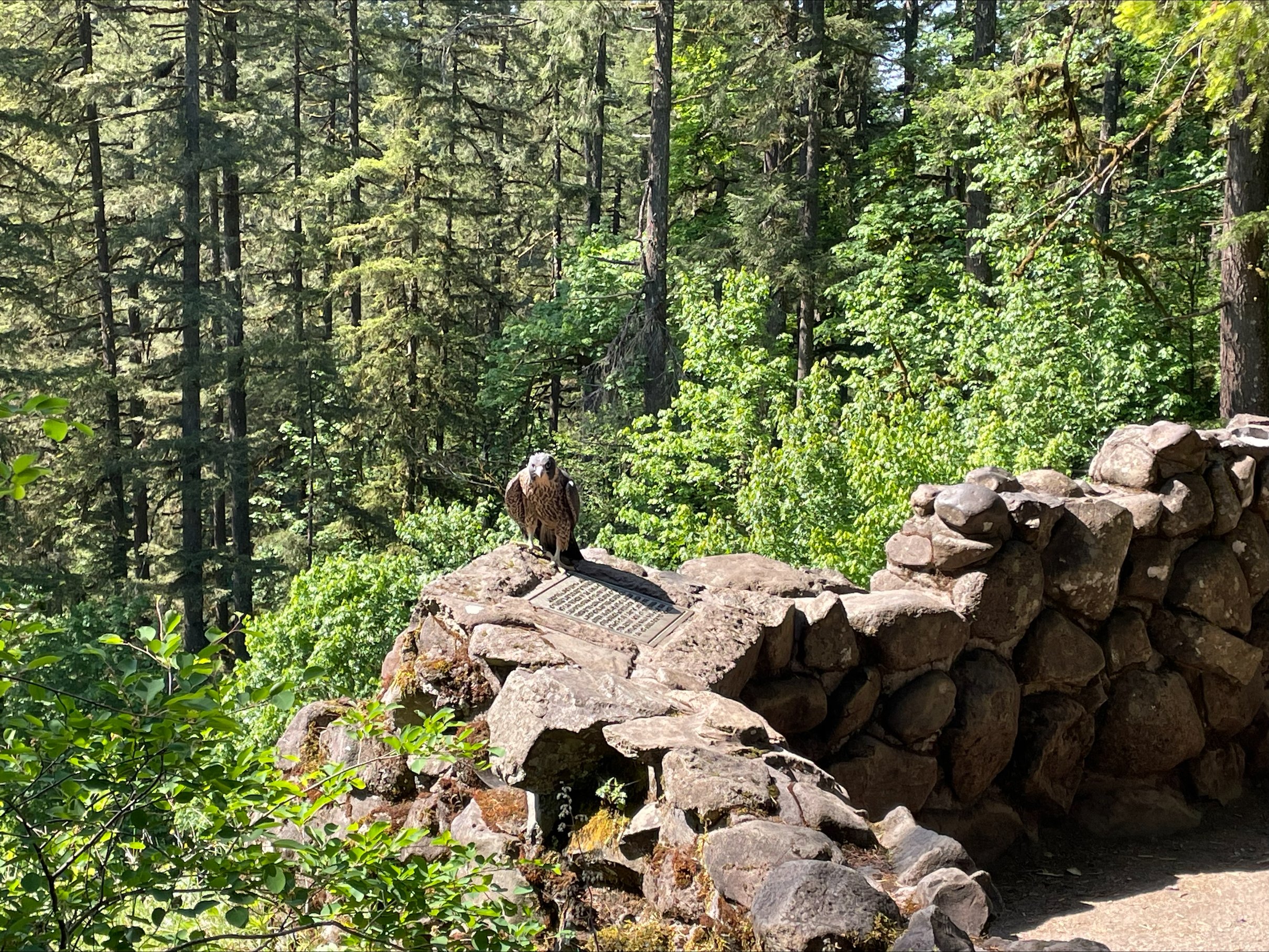 Nestling turned fledgling! Image by Ranger Matt Palmquist June 1, 2023.