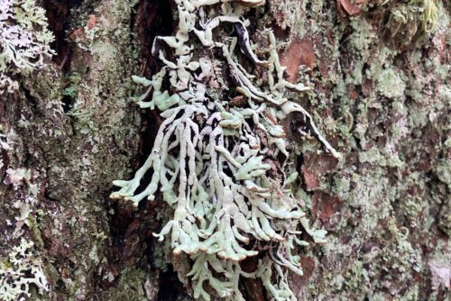 Inflated Bone Lichen