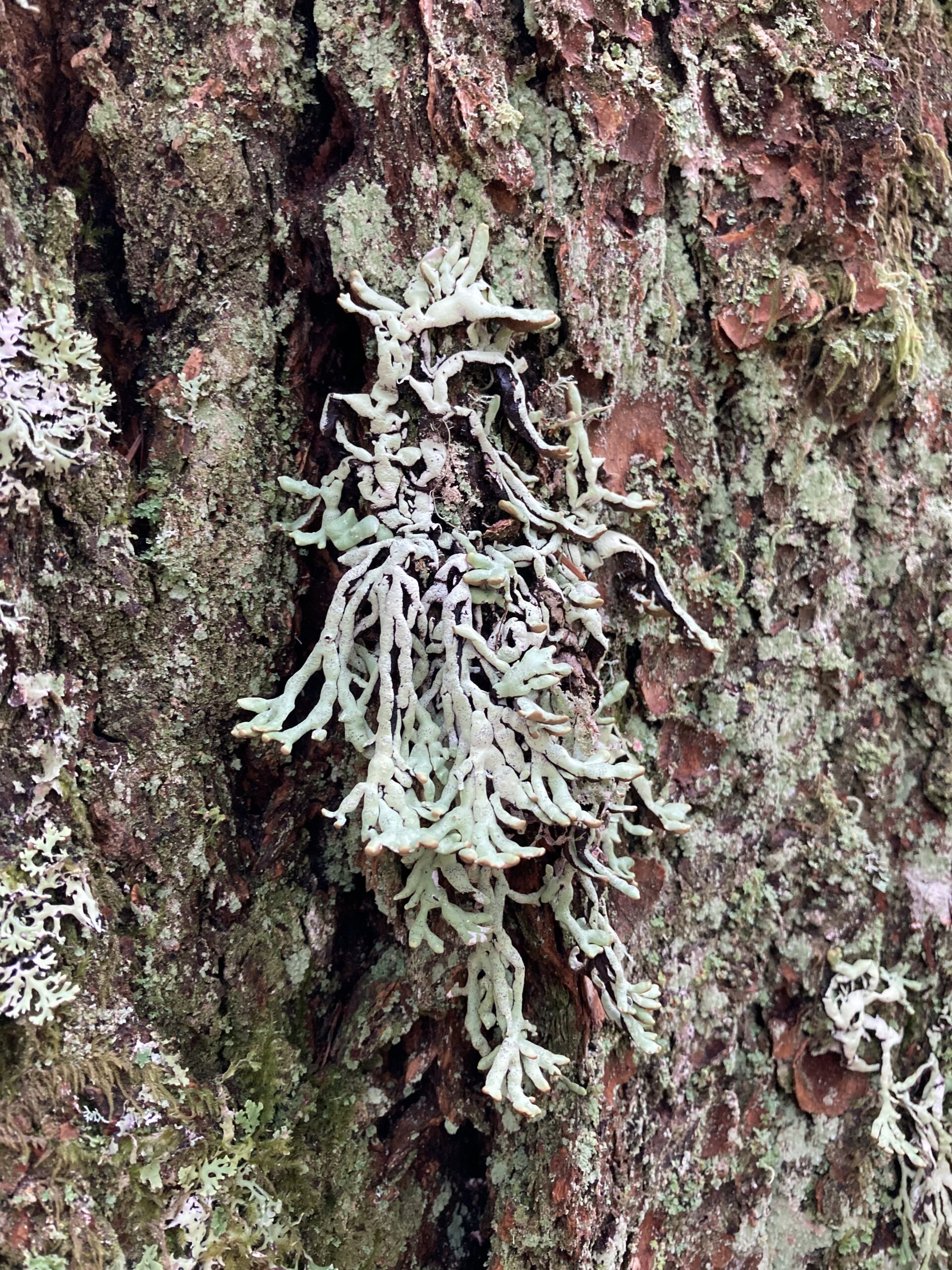Inflated Bone Lichen