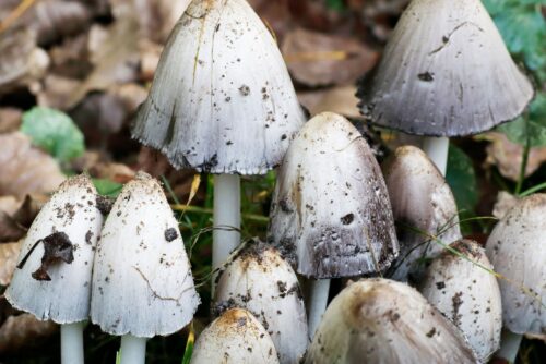 Inky Cap
