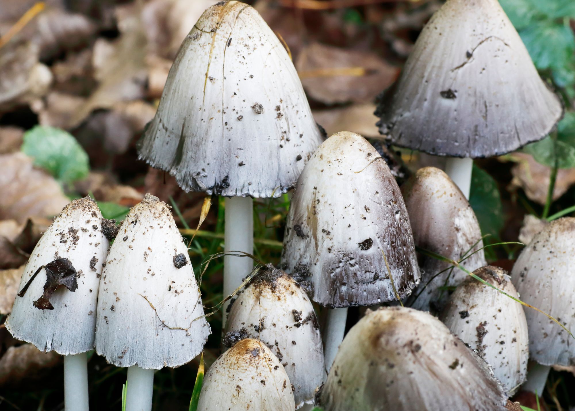 Inky Cap Inky Cap