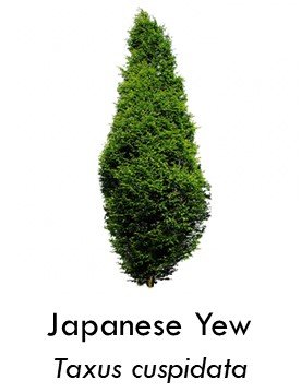 Japanese yew