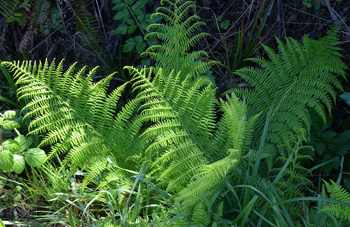 Lady Fern