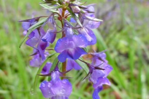 Large-Flowered Blue-Eyed Mary Large-Flowered Blue-Eyed Mary