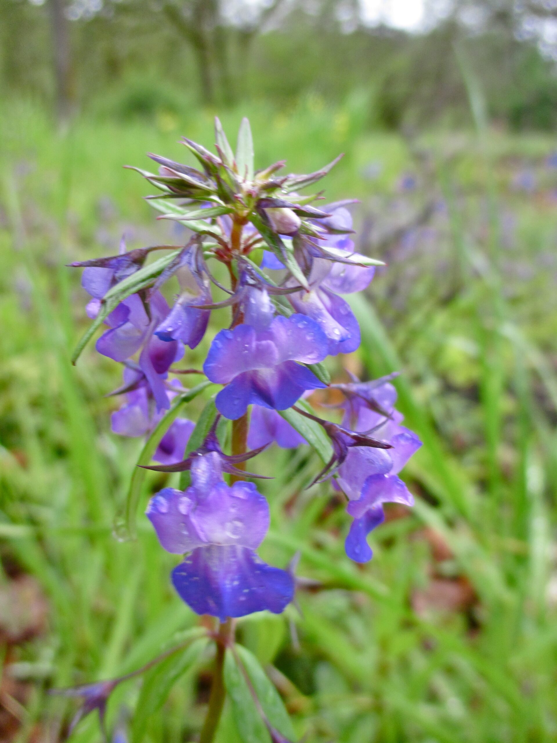 Large-Flowered Blue-Eyed Mary