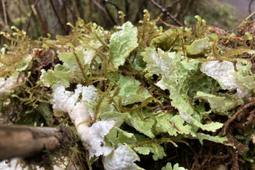 Lettuce Lichen