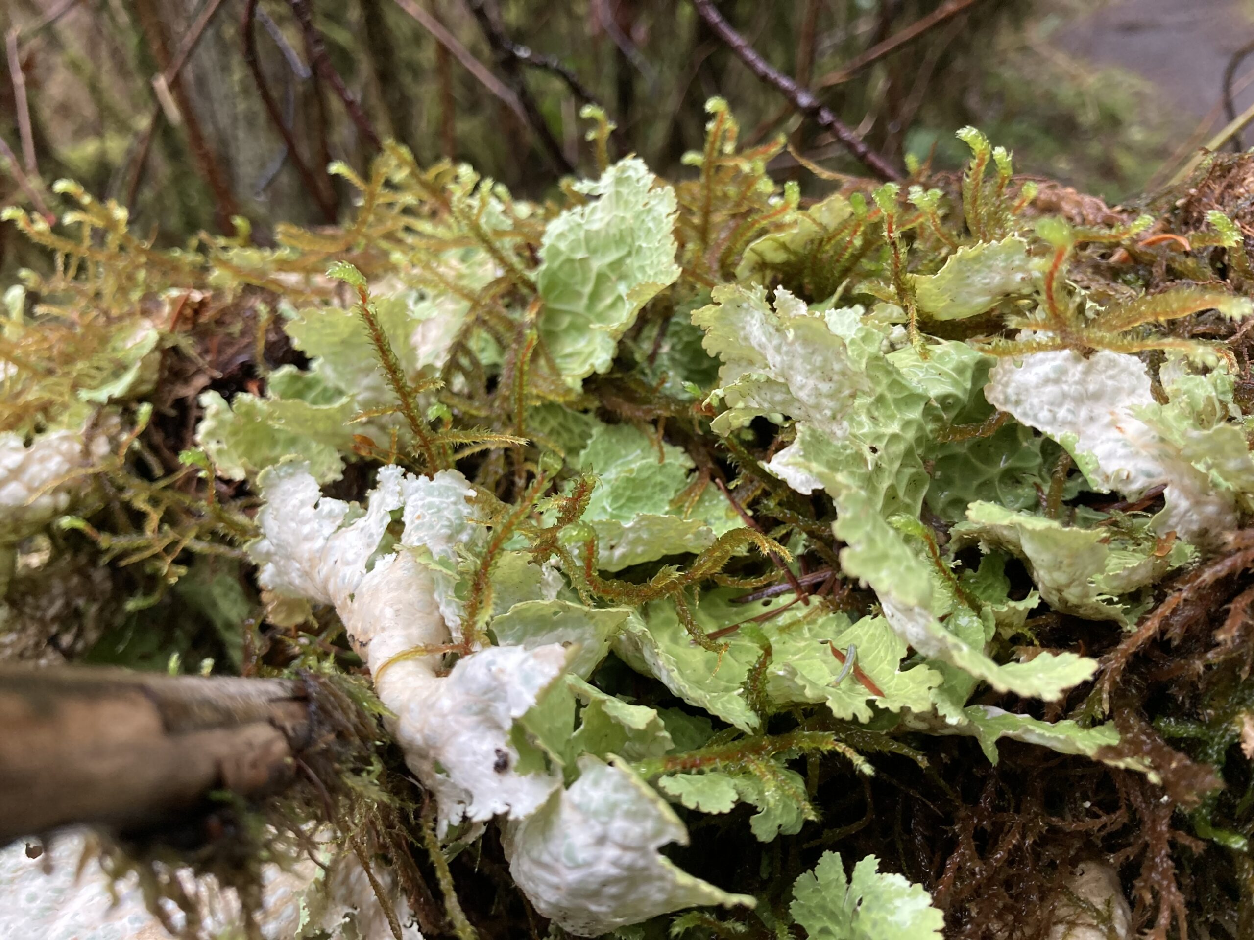 Lettuce Lichen Lettuce Lichen