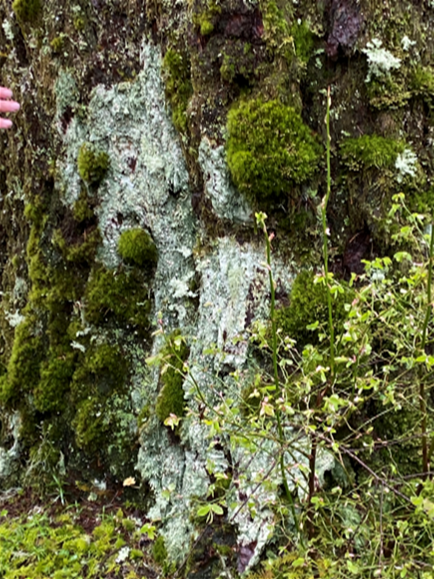 Lichen